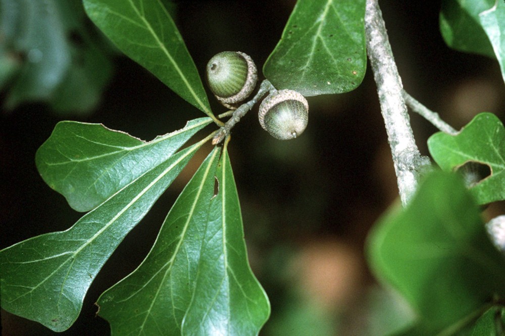 water_oak